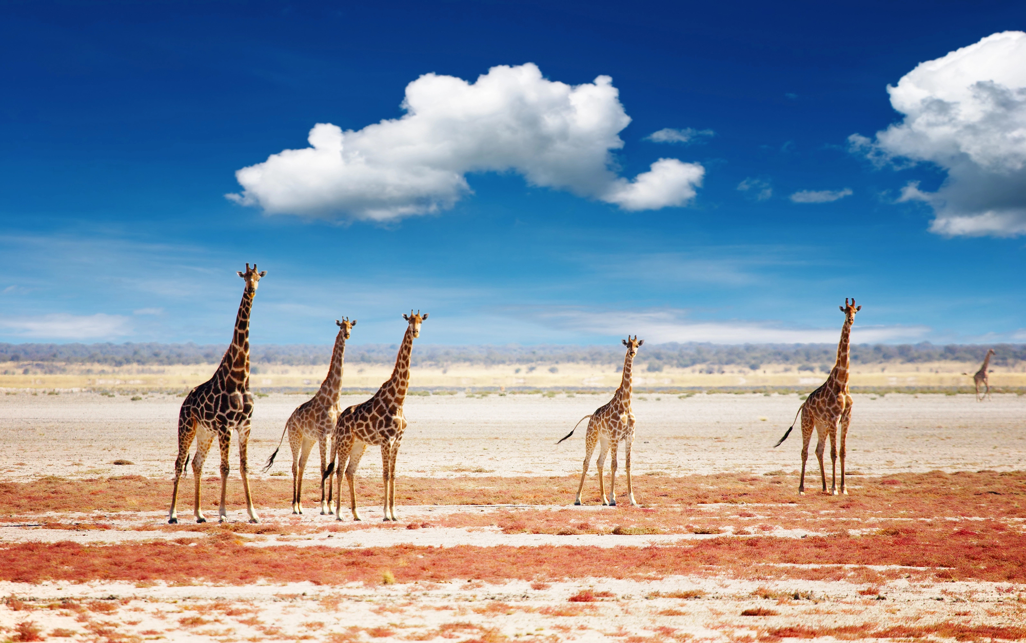 etosha-namibia.jpg